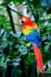 The vibrant colours of the scarlet macaw arise from yellow and red pigments unique to parrots, called psittacofulvins. Variation in the amount of these pigments is regulated by a single enzyme, originally used as a detox mechanism. Credit: Petr Juracka.