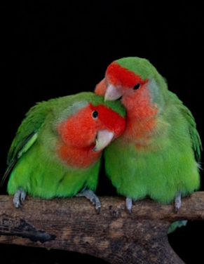 Rosy-faced lovebirds are common and colourful household pets. Parrots such as these utilise unique yellow and red pigments to become colourful, and this variation is regulated by a single enzyme originally used as a detox mechanism. Photo Credit: Pedro Miguel Araújo.